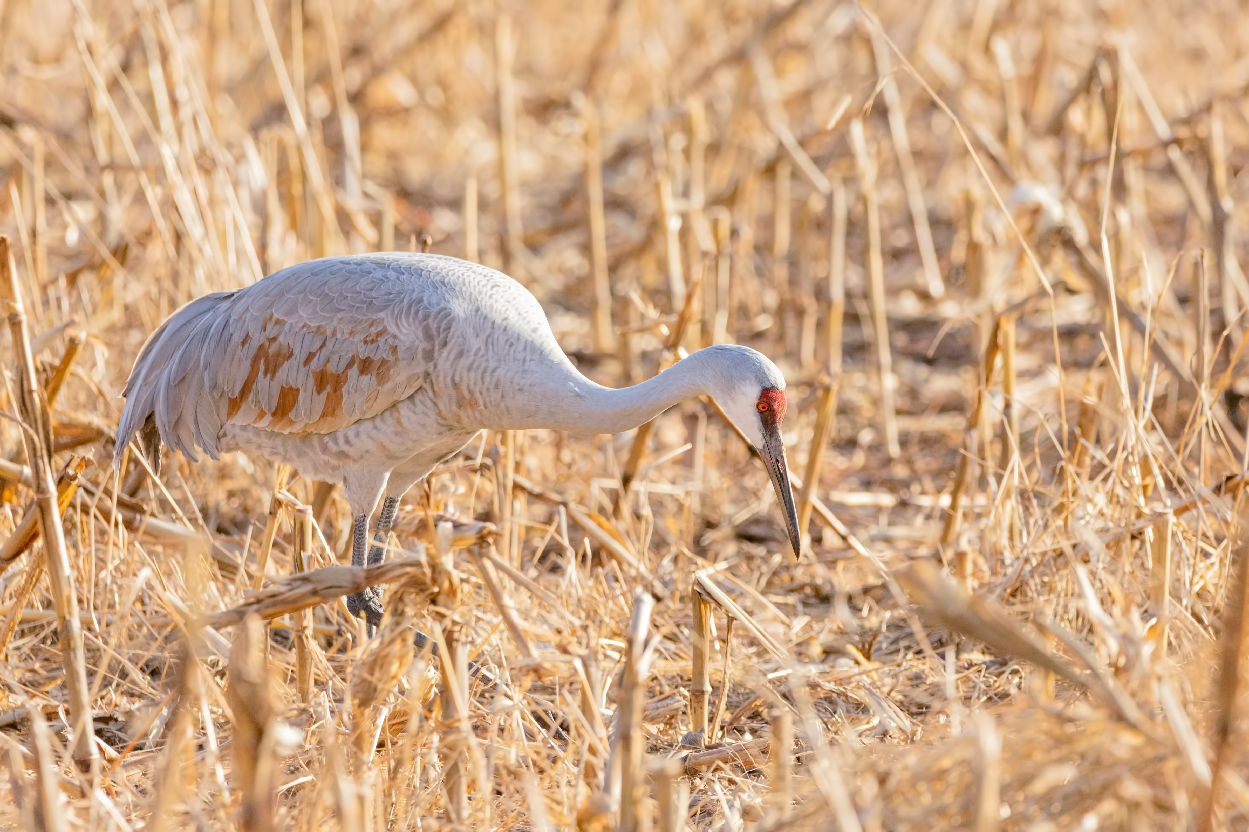 white bird on field